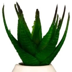 B&M Small Succulent -Coathr Shop 380107 small succulent 4