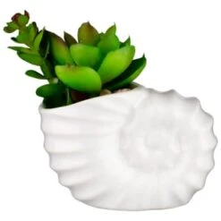 B&M Scandi Shore Small Shell Succulent 17 B&M Scandi Shore Small Shell Succulent -Coathr Shop 380110 small shell succulent