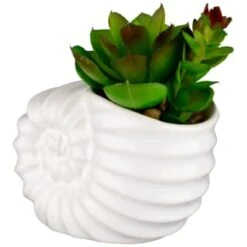 B&M Scandi Shore Small Shell Succulent 14 B&M Scandi Shore Small Shell Succulent -Coathr Shop 380110 small shell succulent 3