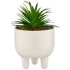 B&M Scandi Shore Succulent In White Pot -Coathr Shop 380696 succulent in white pot