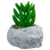 Bloom Mini Animal Succulent - Hedgehog -Coathr Shop 392859 mini animal succulent