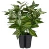 Bloom Basic Plant -Coathr Shop 392860 basic plant