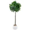 Bloom Premium Bay Tree -Coathr Shop 392873 premium bay tree