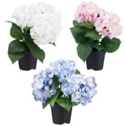 Bloom Hydrangea In Pot - Pink -Coathr Shop 392961 hydrangea in pot group1
