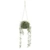B&M Hanging Foliage In Green Ceramic Pot -Coathr Shop 394335 hanging green pot foliage