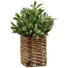 B&M Foliage In Seagrass Pot -Coathr Shop 394344 foliage in seagrass pot